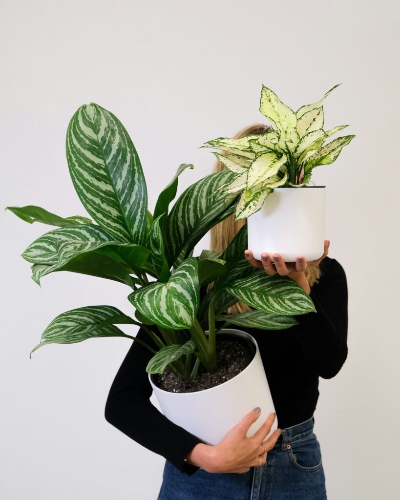 una persona con suéter negro sosteniendo una planta cococida como Aglaonema modestum dentro de una habitación blanca.