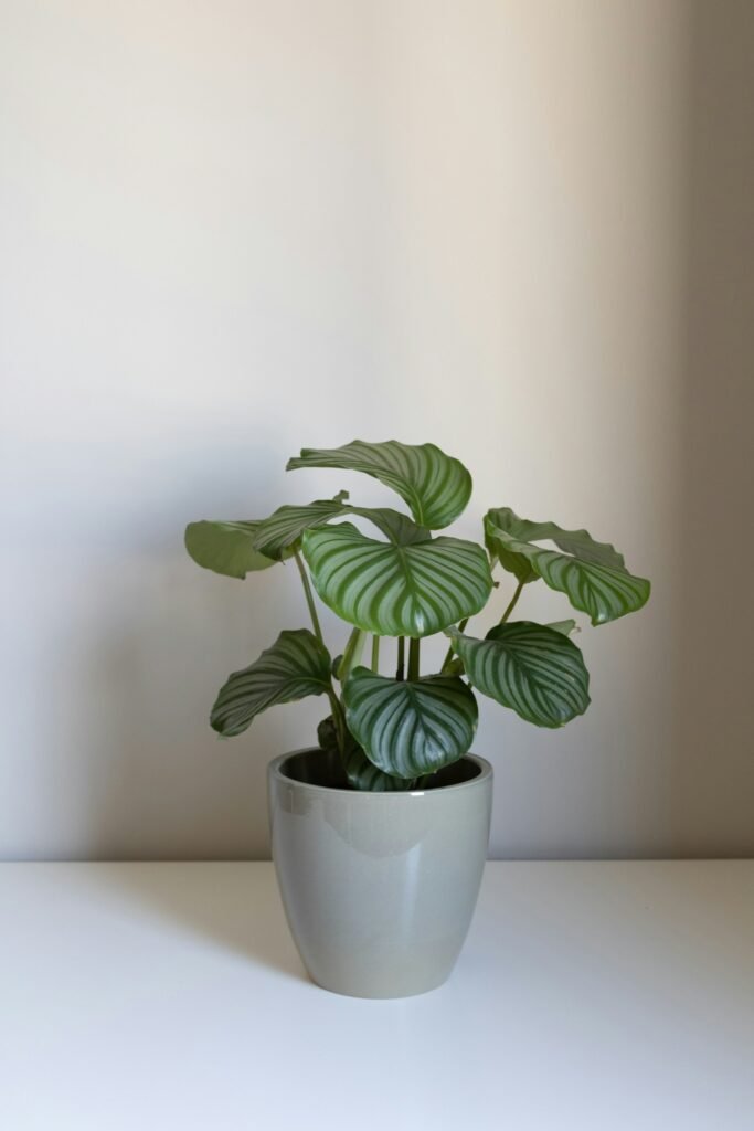 una planta (Calathea orbifolia), en una maceta dentro de una habitación blanca.