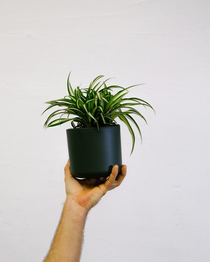 una mano sonteniendo una planta conocida como Chlorophytum comosum dentro de una habitación blanca.