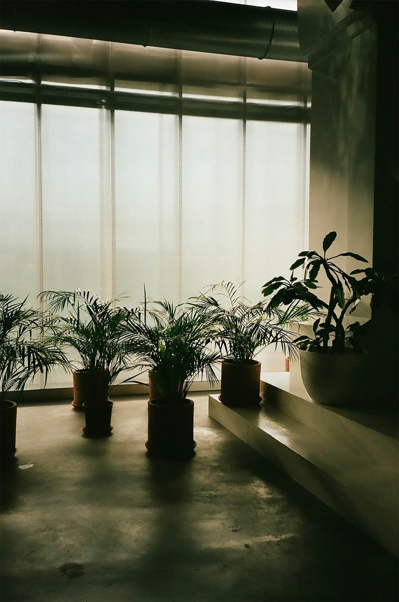 5 plantas que se encuentran dentro de una habitacion con mucha sombra.