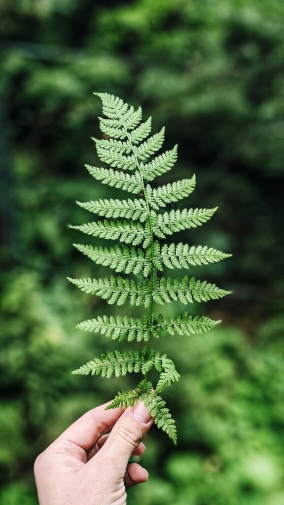 Una manos sosteniendo la planta conocida como el helecho de Boston con un bosque de fondo.