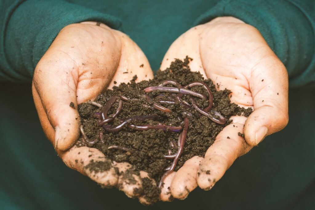 Cómo funciona el vermicompostaje con lombrices en espacios pequeños
