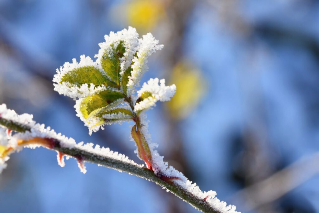 temporada de invierno para la rotación de cultivo de huertos urbanos