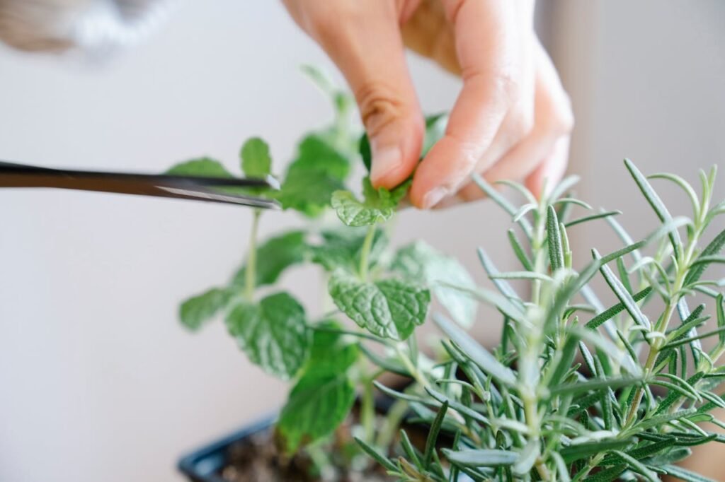 Poda para plantas secas: como eliminar tejido muerto correctamente