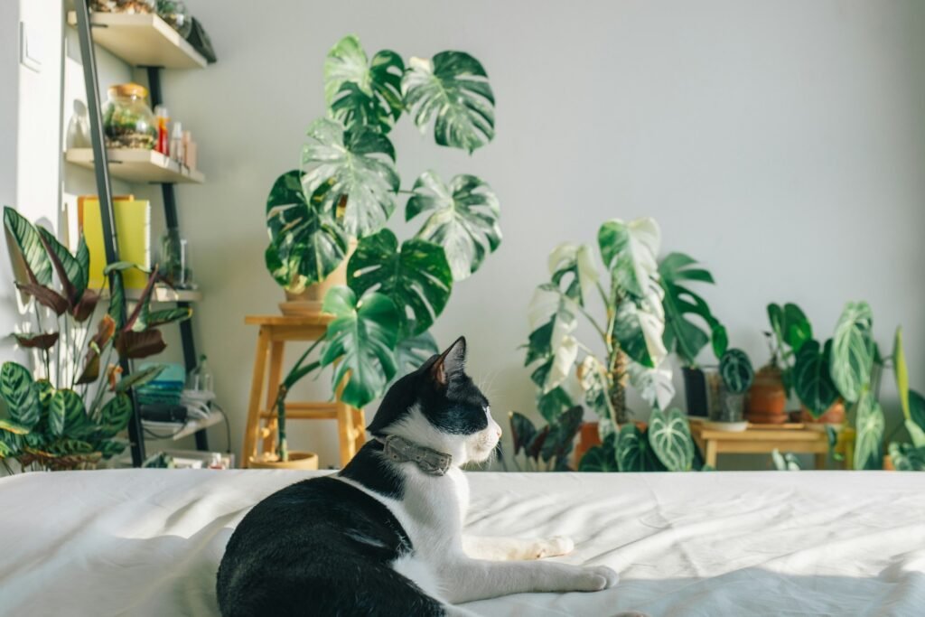 un gato sentado viendo una gran cantidad de plantas que son seguras para animales
