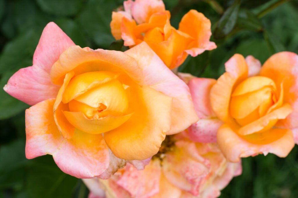 rosa hibrido de te