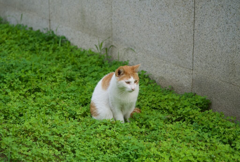 un gato sentado en una zona verde (jardín)