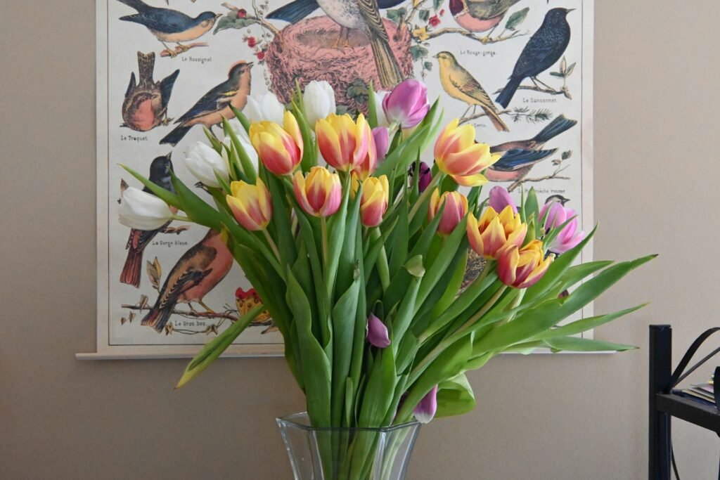 6 flores primaverales fáciles: tulipanes, geranios, violetas africanas y calendulas
