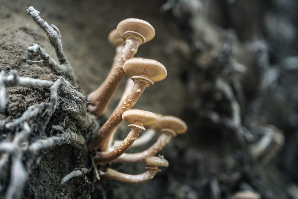 Red de hifas micorrízicas: intercambio nutrientes entre hongos y raíces