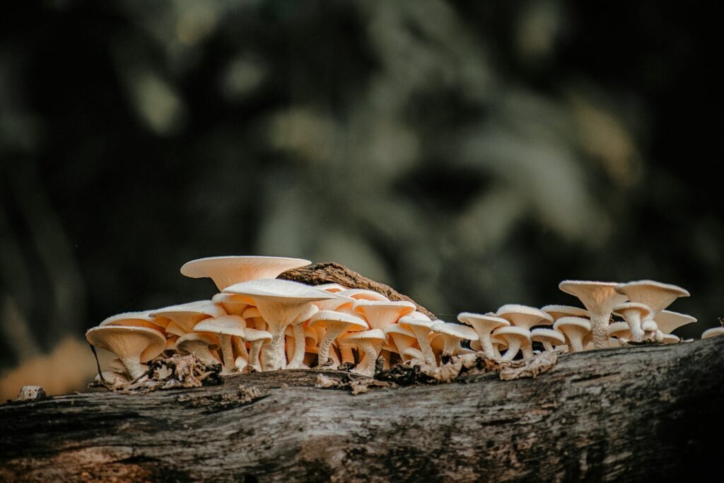 Mecanismo de biocontrol: Trichoderma atacando hongos patógenos con quitinasas