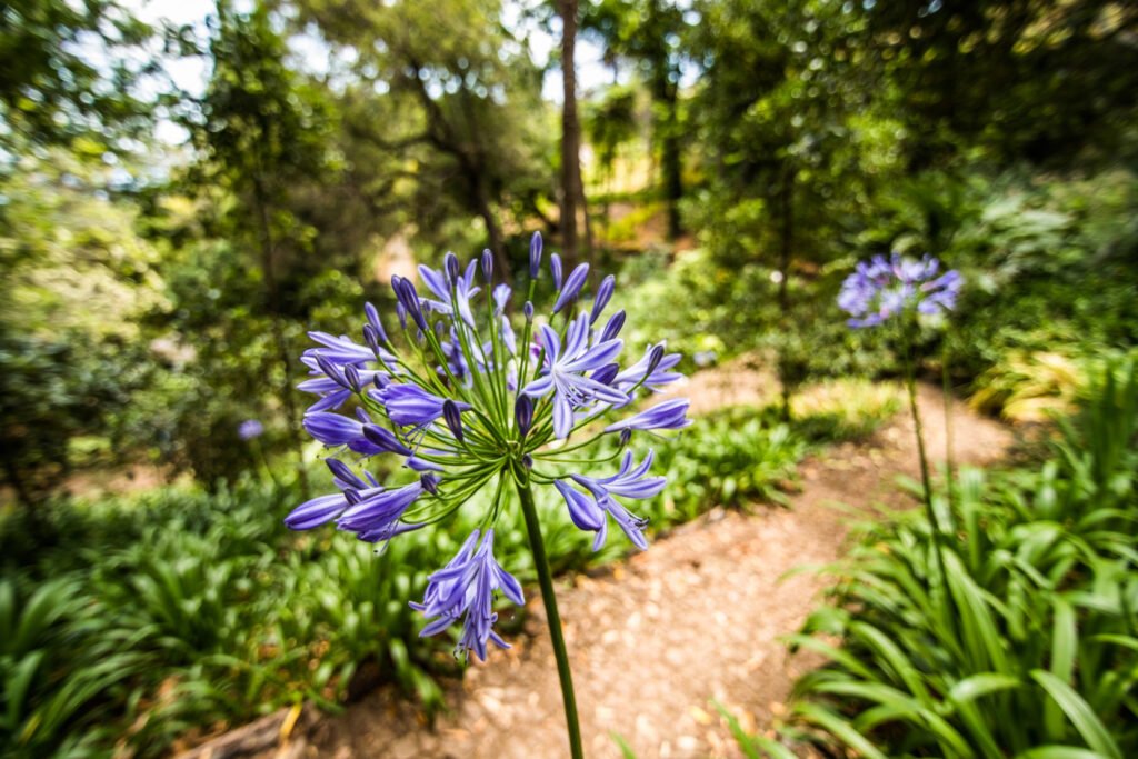 Agapanto africano (Agapanthus africanus) en borduras: penachos azules que aumentan valor de propiedad según expertos