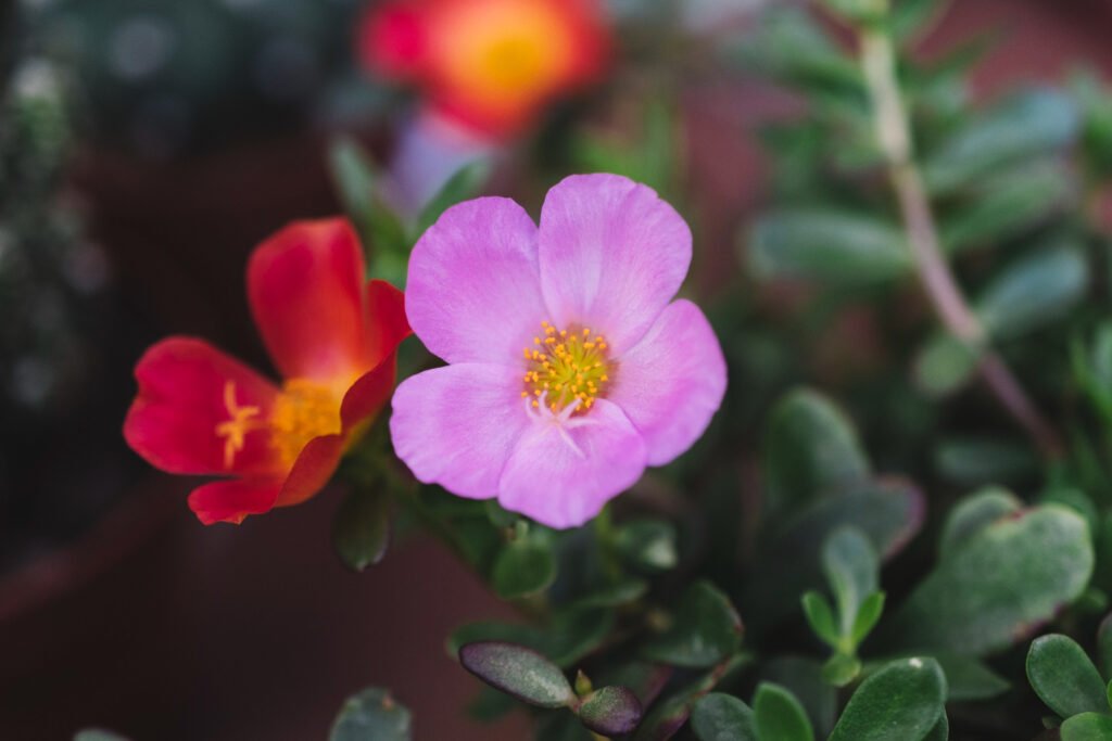 Portulaca (Portulaca grandiflora): con hajas capaces de almacenar agua , prefiere vivir en ambientes secos y calurosos, es una suculenta de flores flotantes y de petalos delgados.