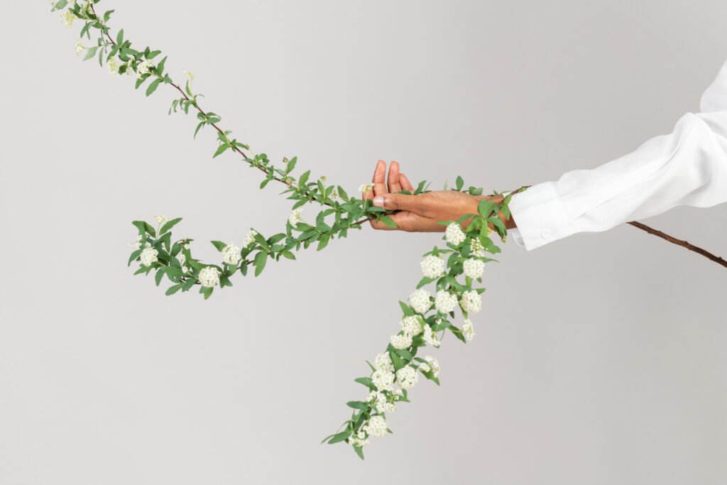Bacopa (Sutera cordata): Una planta de exterior colgantes que tolera el sol directo y la semi sombra, formada por pequeñas flores blancas o rosadas que florecen de forma continua.