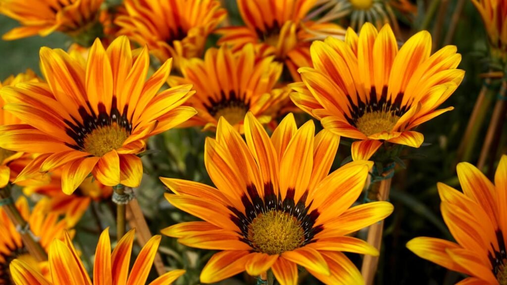 Gazania rigens abierta bajo sol: flores naranjas que se cierran al atardecer (nictinastia), ideales para costas salinas
