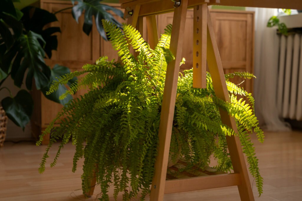 Helecho espada (Nephrolepis exaltata): una de las plantas de exterior colgantes que tiene sus origenes en las sevas americanas, es un experto que sobrevive con poca luz y humedad.