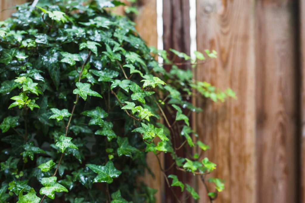 Hiedra inglesa (Hedera helix): esta planta de exterior colgante busca los climas fríos o templados, es una planta de sombra parcial y de luz indirecta.