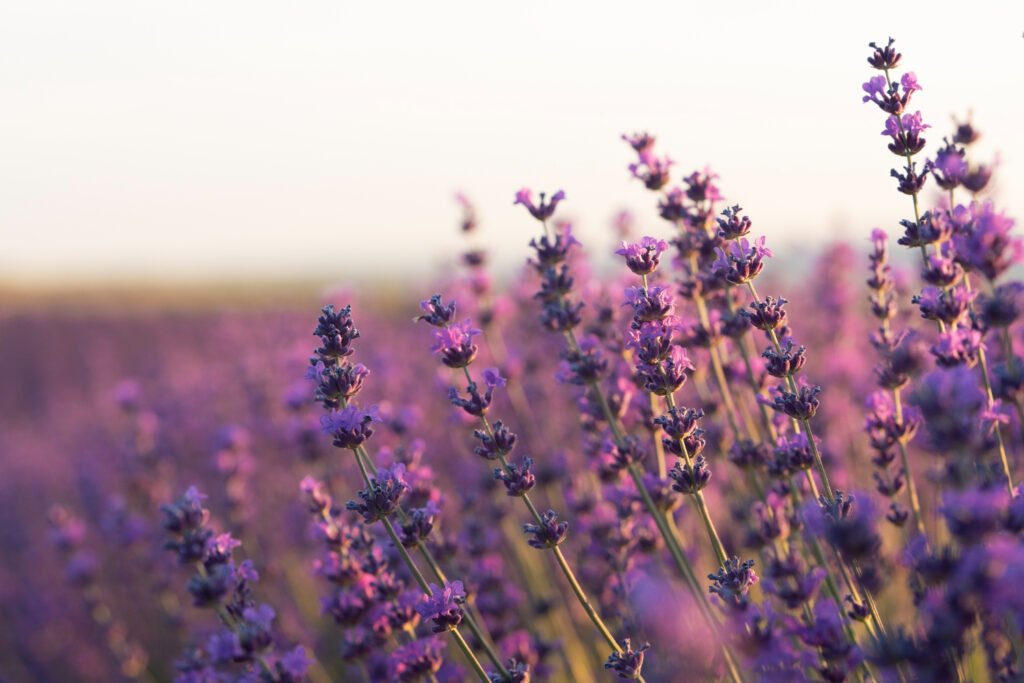 Lavanda (Lavandula angustifolia) resistente al sol en jardín exterior: flores púrpuras que repelen insectos y reducen estrés