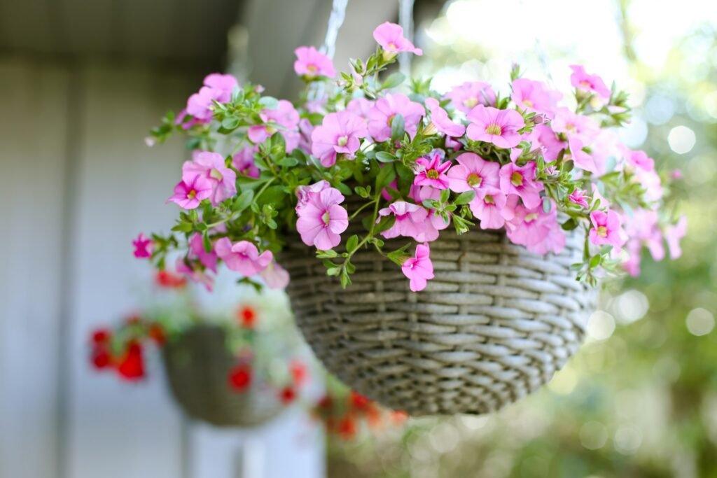 Petunia (Petunia × atkinsiana) una de las plantas de exterior colgantes por excelencia: una de las mejores opciones para climas templados, flores vibrantes en rosas o purpuras