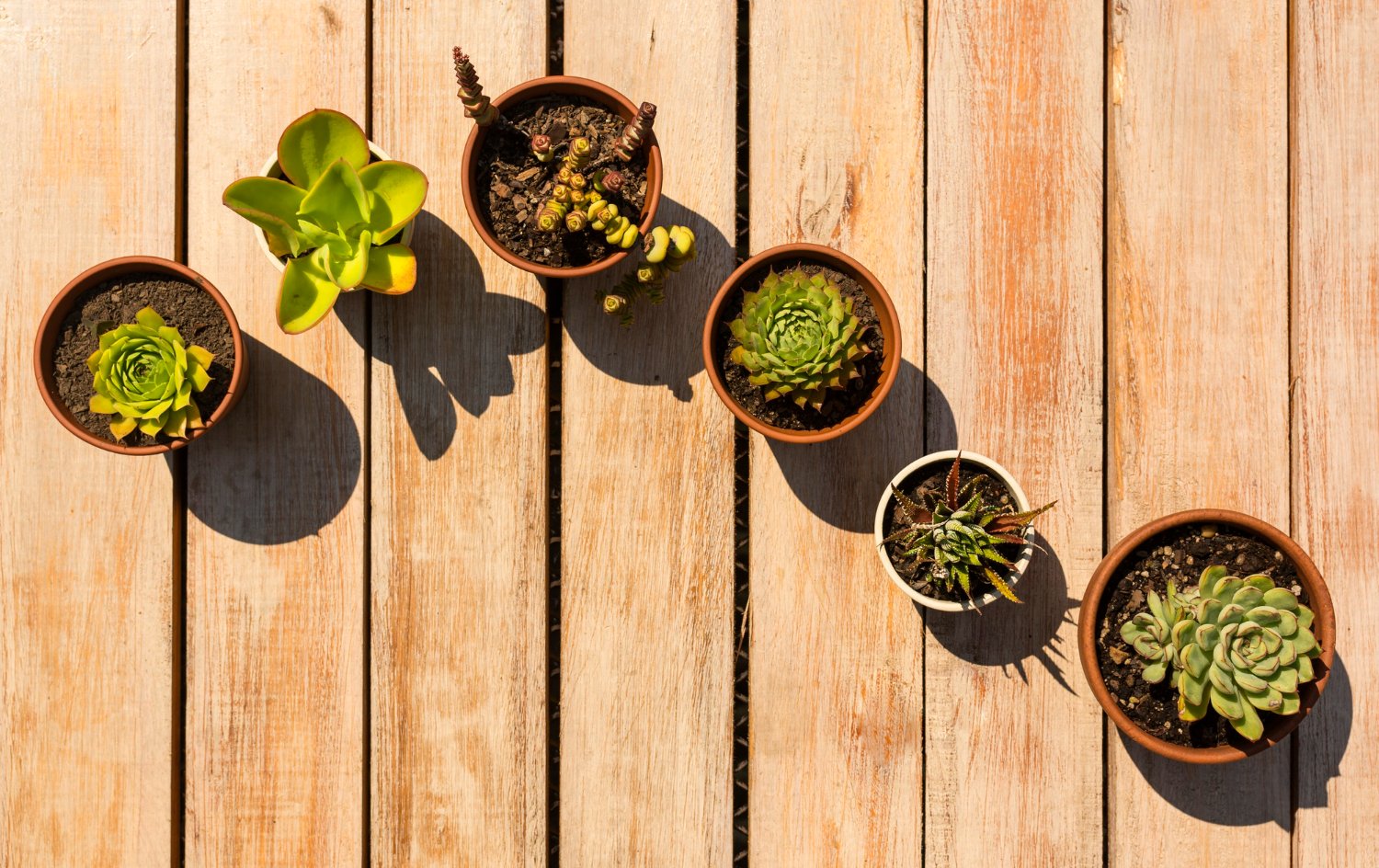 Top 5 de plantas de exterior resistente al sol.