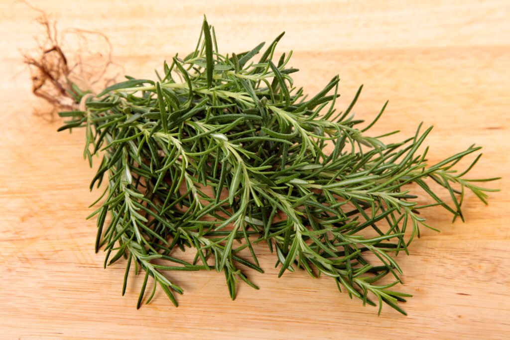 Arbusto de romero (Rosmarinus officinalis): hojas aromáticas para cocina y mejora de memoria según estudios