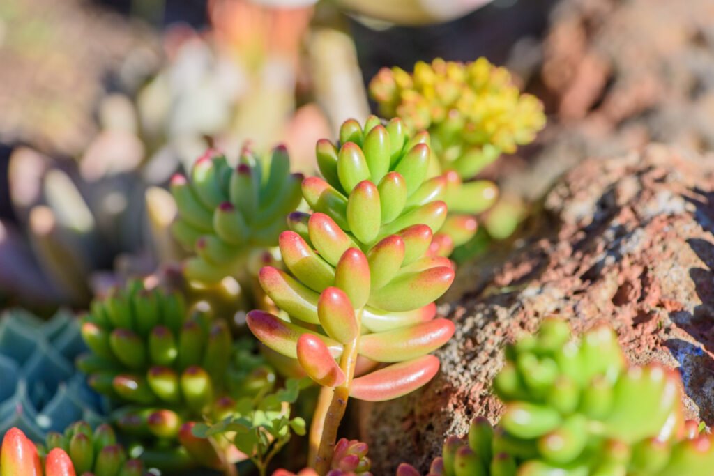 Sedum reflexum en rocalla soleada: suculenta multicolor que previene erosión del suelo que crece con cuidados mínimos