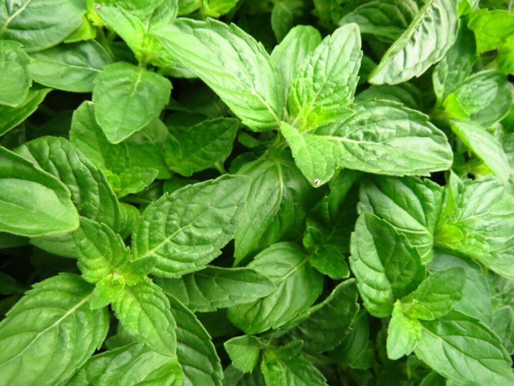 Además de ser uno de los imperdibles de la cocina mediterránea, tiene propiedades antiinflamatoria y antioxidante.