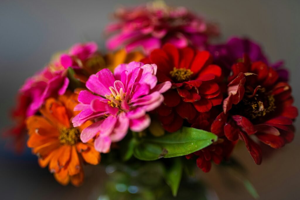 Las zinnias con sus colores vibrantes y de cuidado fácil. crecen con temperaturas de 18–28 °C y aguantan si olvidas regarlas de vez en cuando.