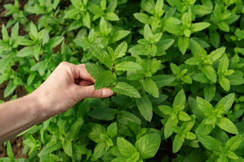 paso a paso de como se debe de cultiva la hierba buena en casa y aprovechar los beneficios que tiene.