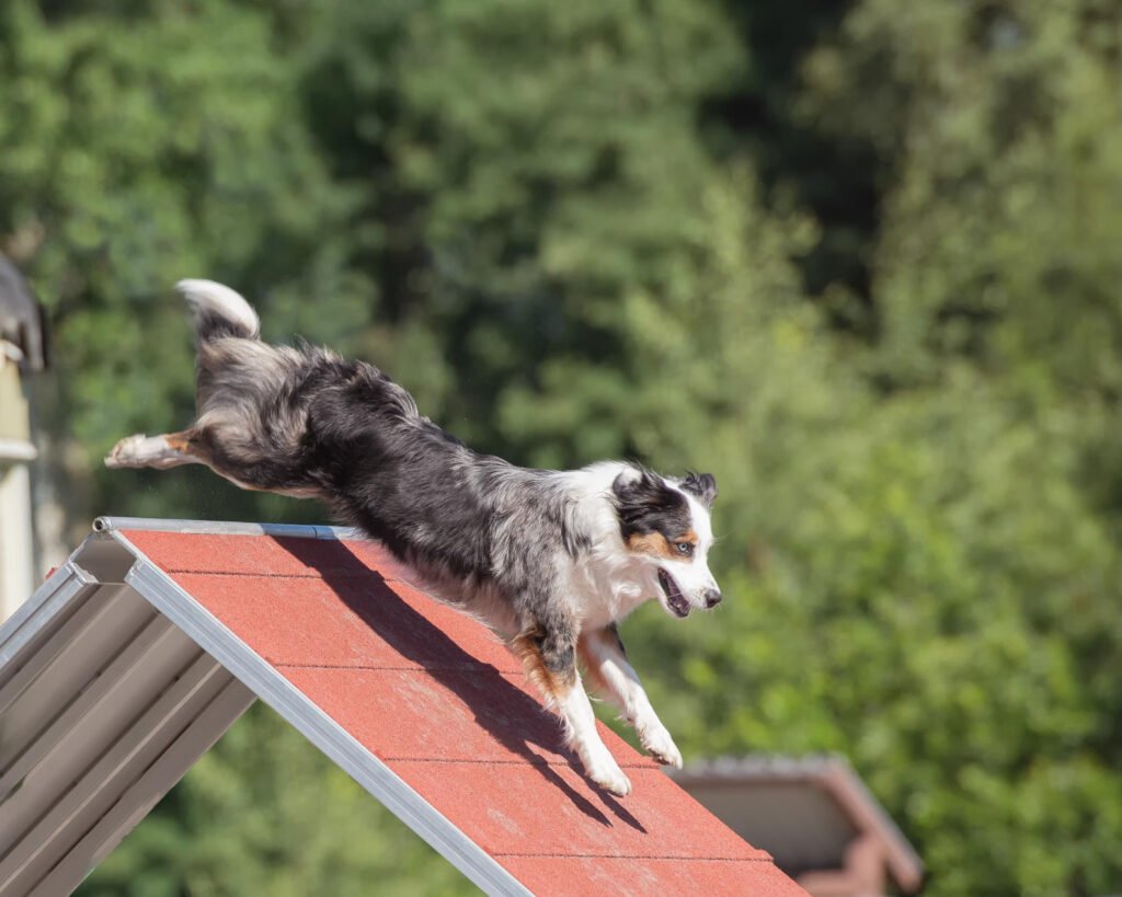 Zona de juego para perros con túnel de agilidad DIY en jardín pet friendly.