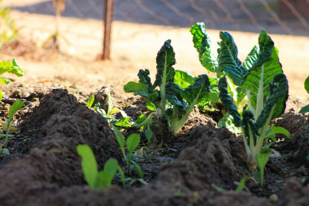 La espinaca de invierno es ideal para siembras tardías gracias a su tolerancia al frío ligero y al calor residual.
si no sebes que plantar en agosto esta es una opcion segura.