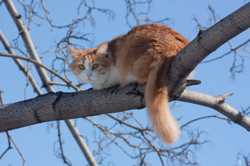 Gato descansando en plataforma elevada segura en jardín para mascotas.