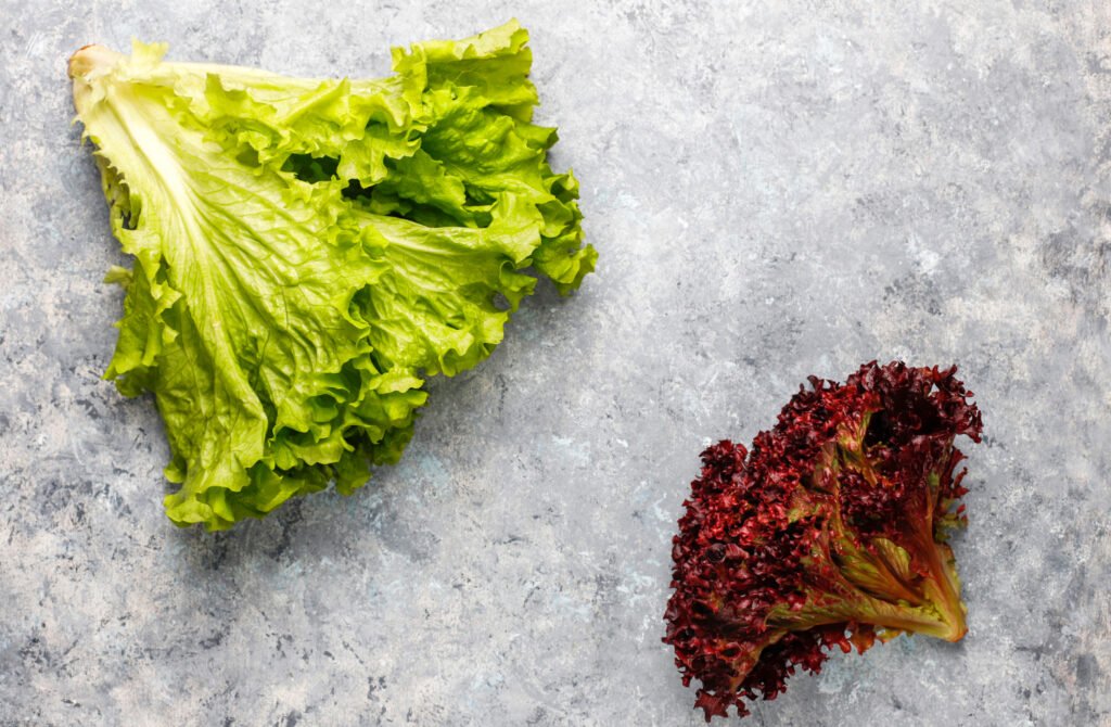 La Lechuga de hoja de roble es uno de los vegetales que puedes plantar con hojas suaves y onduladas, y maduran rápido en 30–35 días a temperaturas de 18–24 °