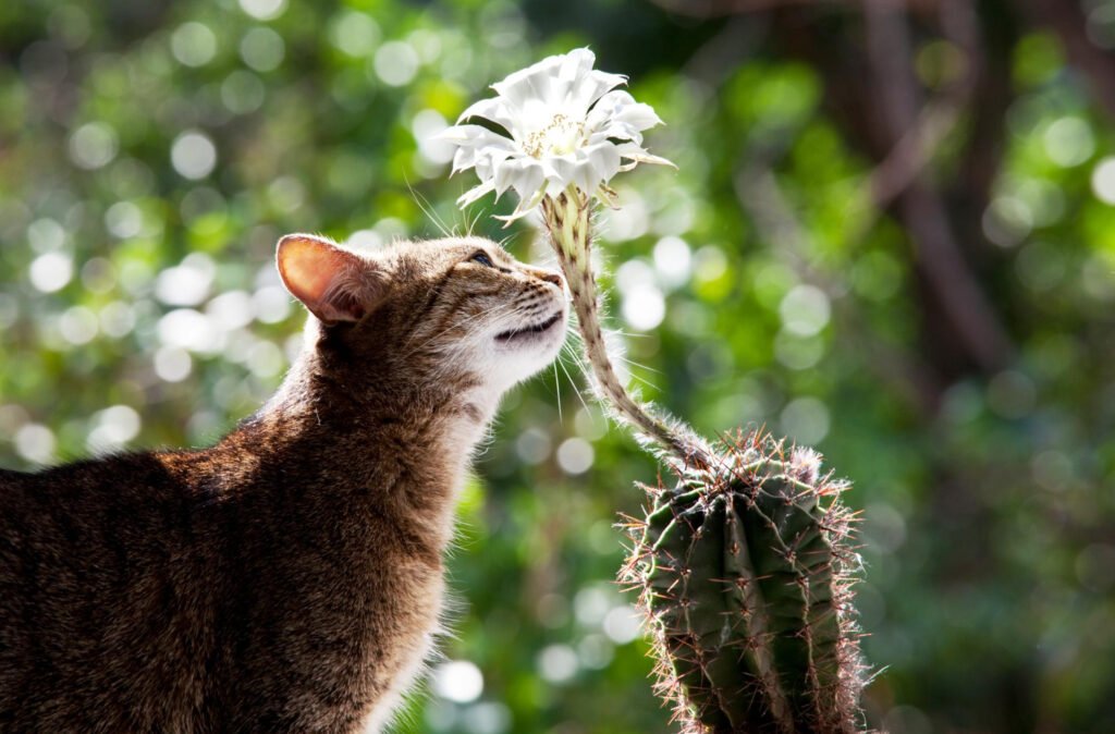 Plantas seguras vs. tóxicas para perros y gatos en jardín pet friendly.