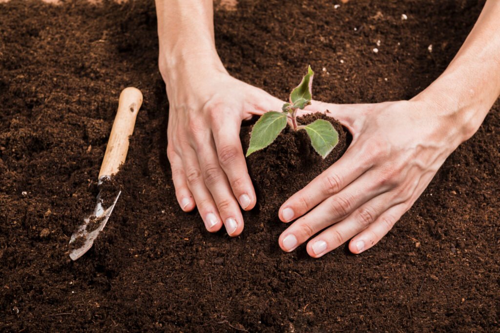 cuando replantar o salvar tus plantas: aprende cual es la mejor opción para recuperar un jardín seco