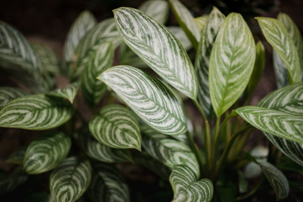 foto en prime plano de una Aglaonema enana en donde se pueden observar sus hojas verdes con venas plateadas.