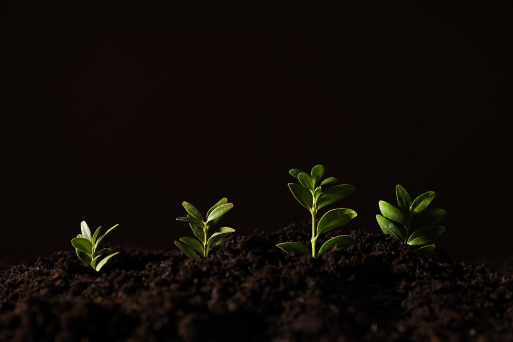 evolución de una planta y las diferentes fase del ciclo de vida de una planta