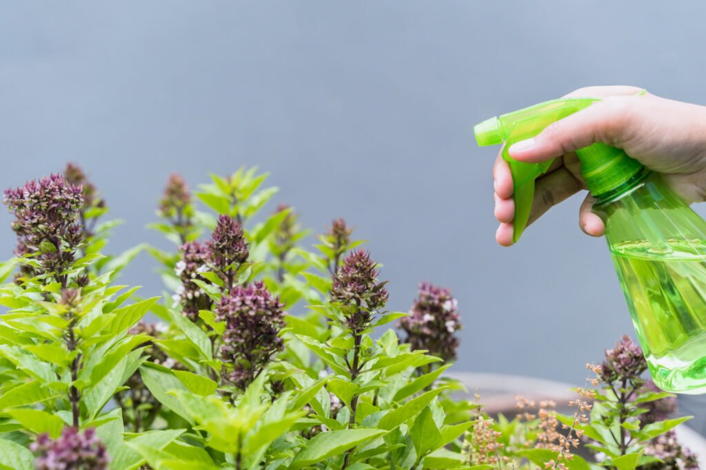 mano sisteniendo un pulverizador de agua lleno de fertilizante foliar para plantas de interior