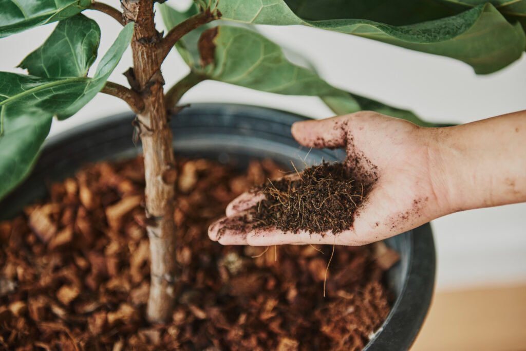 Mano sosteniendo compost junto a una maceta — fertilizantes para plantas de interior que mejora la estructura y la microbiota del sustrato.