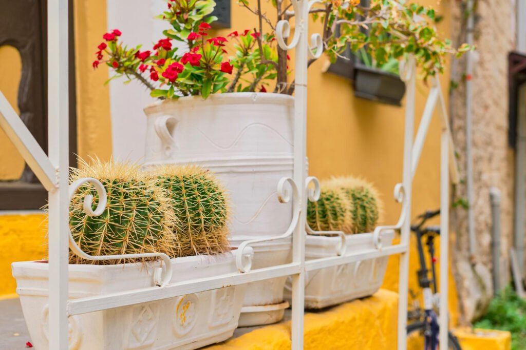 Jardinerar con cactus y otras plantas mediterraneas sostenibles y de bajo mantenimiento