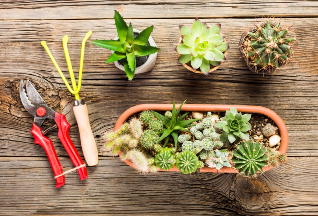cactus y suculentas en macetas pequeñas junto a herramientas parar moverlas a un jardín sostenible y de bajo mantenimiento