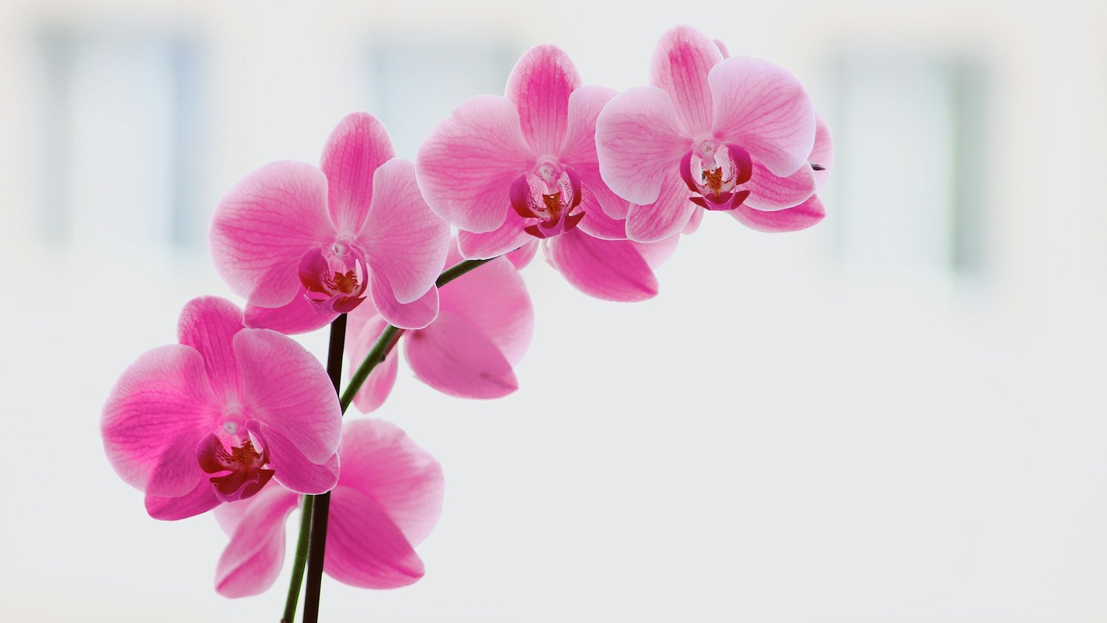 orquídea en plena floración