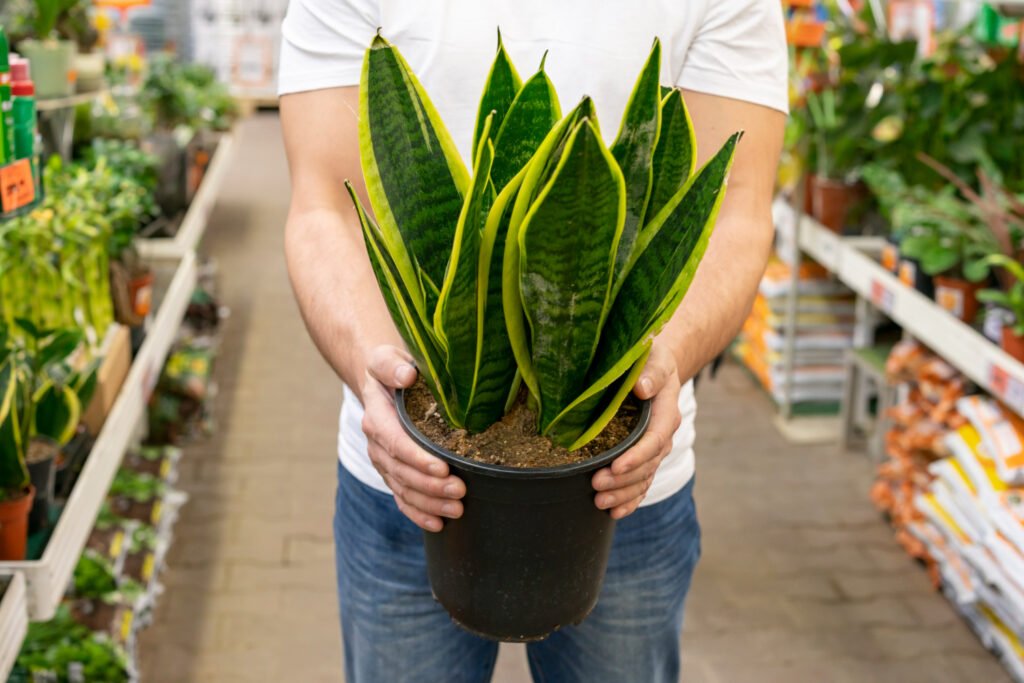 manos sosteniendo una "lengua de suegra" una de las plantas de interior mas usadas en casa.