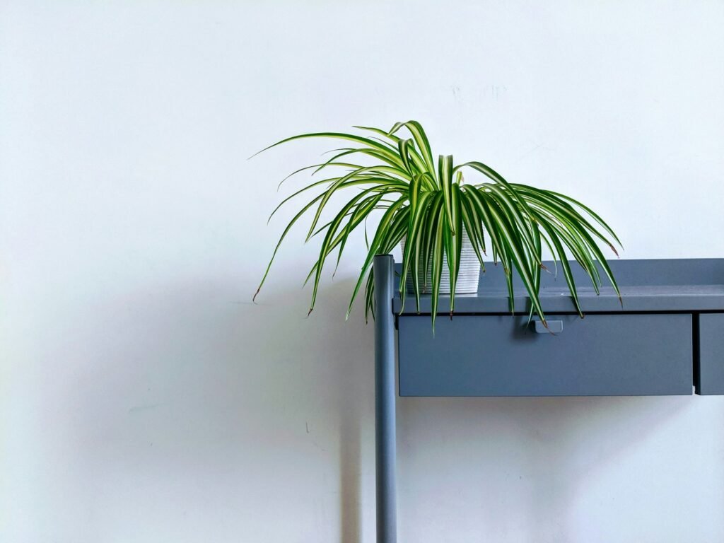 planta cinta decorando un escritorio de trabajo con una pared blanca de fondo