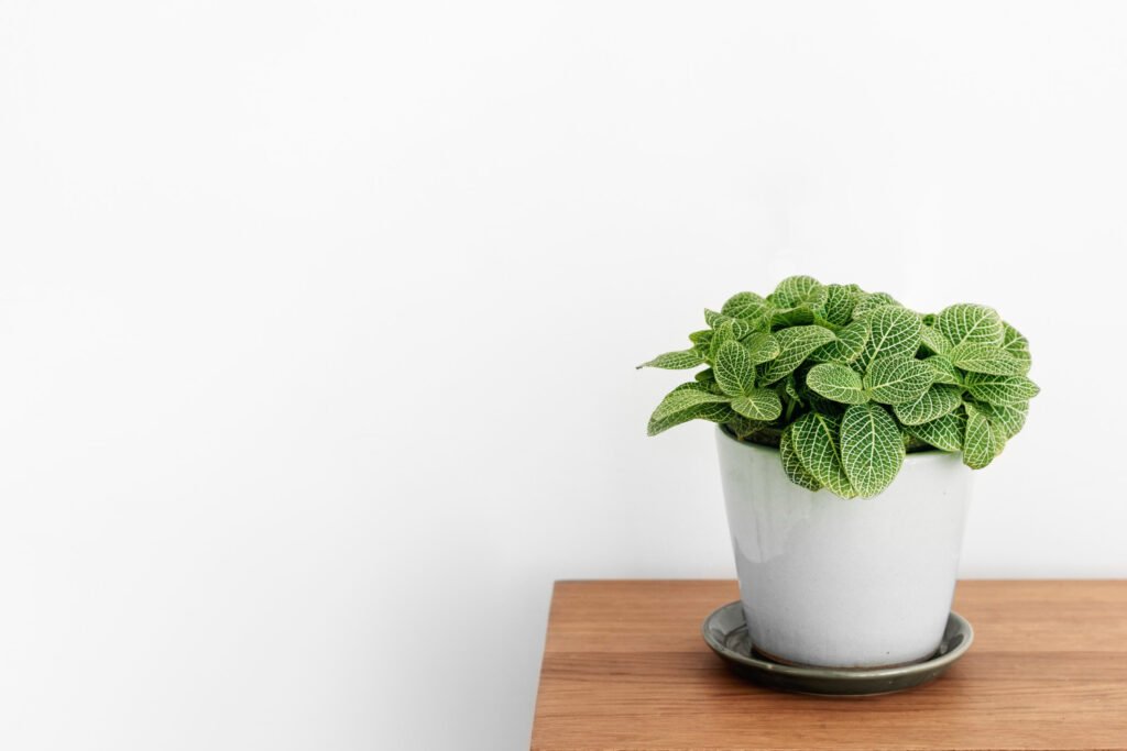 maceta de fittonia que esta puesta sobre una mesa de madera con un fondo blanco a sus espaldas.