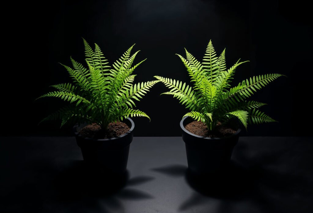 dos macetas en un lugar con poca luz donde están sembradas dos helechos de Boston, dos plantas necesarias si quieres llenar tu casa de planta pequeñas de interior.