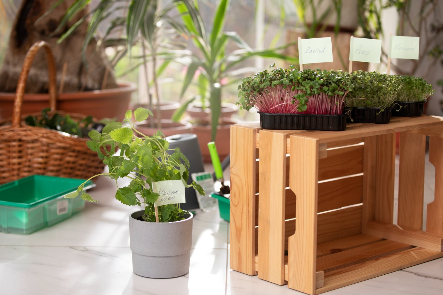 Muchas plantas pequeñas de interior dentro de una casa donde son usadas como decoracion donde tienen como fondo una gran ventana