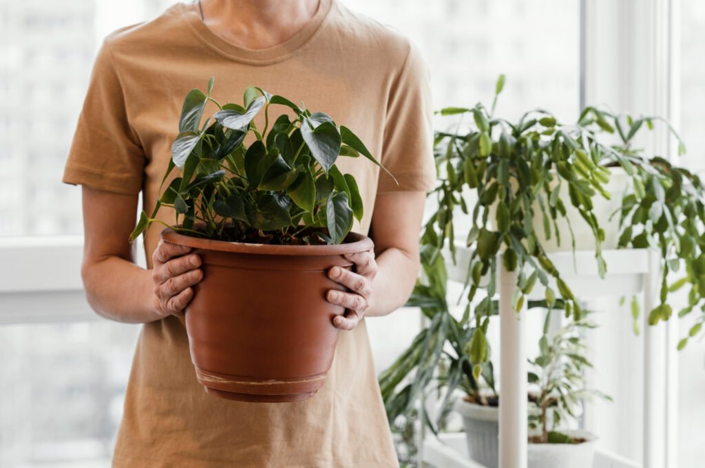 mujer sosteniendo un pothos enano dentro de un jardin donde hay muchos otros tipos de plantas pequeñas de interior.