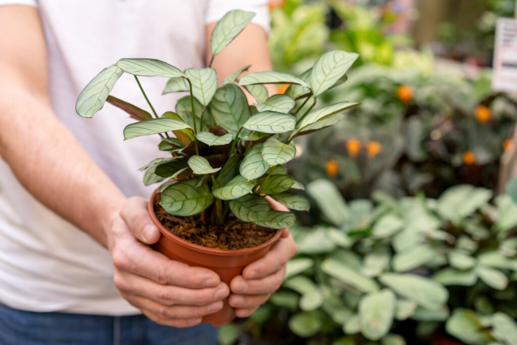 hombre con una camida blanca sosteniendo una Calathea mini dentro de su jardín de plantas pequeñas de interior