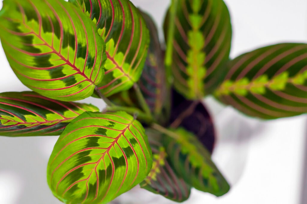 foto desde arriba de una Maranta o también conocida como "planta de oración" en donde se observan sus características venas rojas sobre sus hojas verdes
