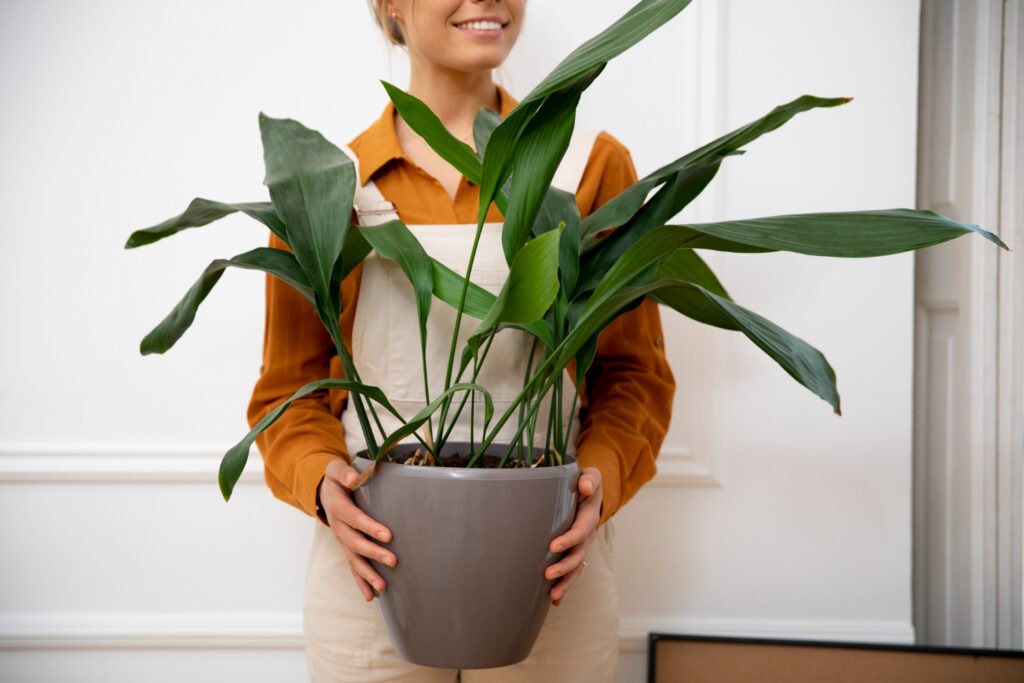 mujer sosteniendo un aspidistra dentro de sus casa doden es parte importante de la decoracion